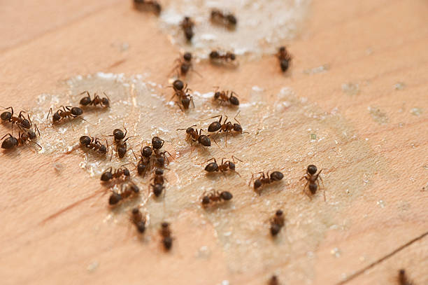 Best Commercial Pest Control Services  in Franklin, TX