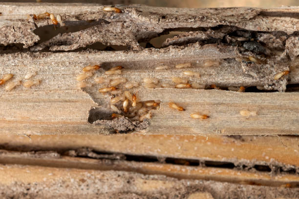 Best Residential Pest Control  in Franklin, TX